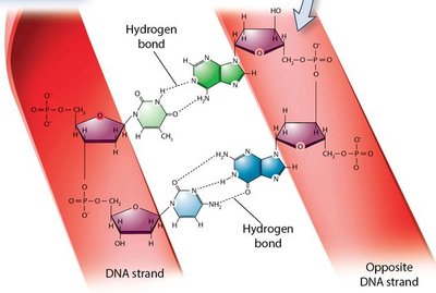 Intermolecular and intramolecular hydrogen bonding