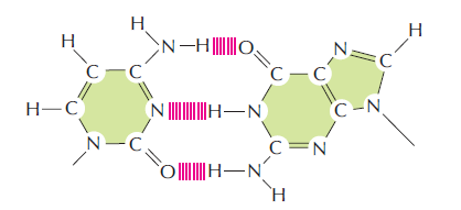 Noncovalent interactions: hydrogen bonds, ionic bonds, hydrophobic interactions