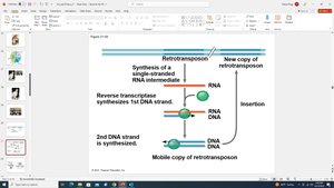 Retrotransposon mechanism