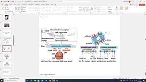 Gene families and duplication