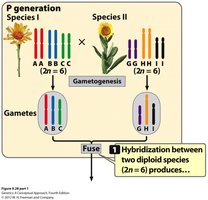 Allopolyploidy via hybridization