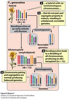 Allopolyploidy via mitotic nondisjunction