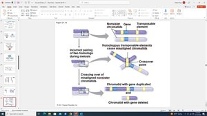 Gene duplication and deletion via crossing over