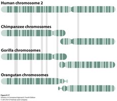 Human and great ape chromosome comparison