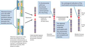 Chromosome fusion process