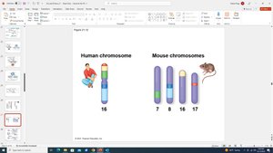 Translocations, fusions, and fissions in eukaryotic genomes