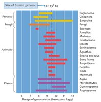 Genome size variation among major groups