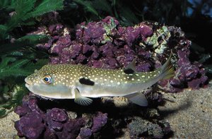 Takifugu rubripes
