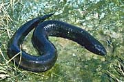 Amphiuma means