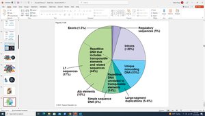 Human genome composition pie chart