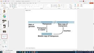 DNA transposon mechanism