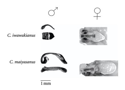 Diagram of genitalia differences in beetle species (lock and key mechanism)