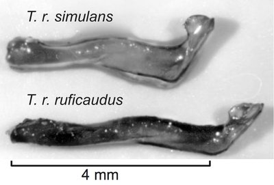 Image of chipmunk bacula showing mechanical differences