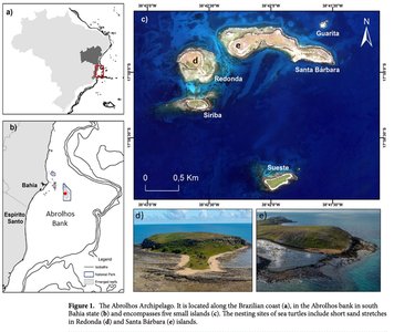 Image of a different sea turtle species, relevant to hybridization studies