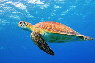 Graph showing hybrid index for sea turtles