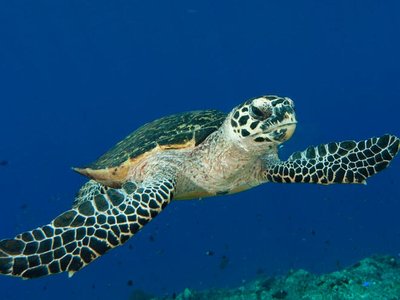Bar graph comparing hatching success, clutch size, and incubation period in loggerhead and hybrid turtles