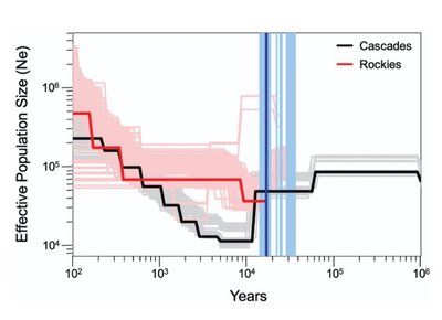 Graph showing effective population size over time for Cascades and Rockies populations
