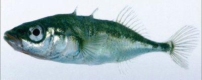 Image of a stickleback fish, an example of ecological speciation