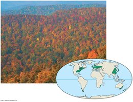 Temperate broadleaf forest in North Carolina