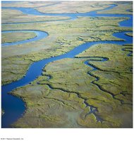 Estuary in the southeastern United States