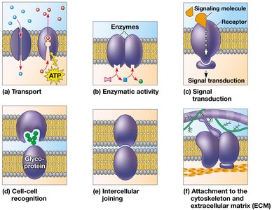 Functions of membrane proteins
