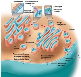 Synthesis and orientation of membrane components