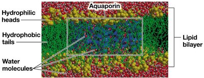 Aquaporin structure