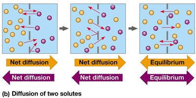 Diffusion of two solutes across a membrane