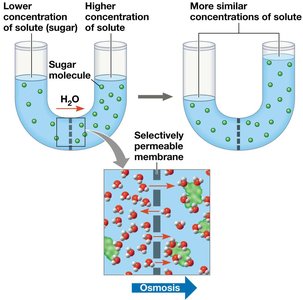 Osmosis across a membrane