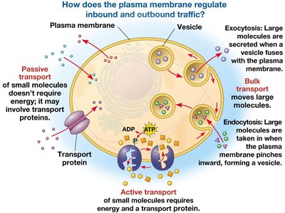 Plasma membrane transport mechanisms