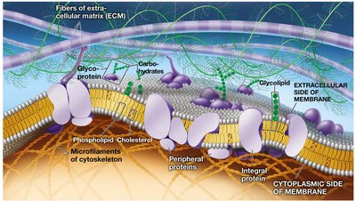 Animal cell plasma membrane model
