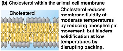 Cholesterol's effect on membrane fluidity
