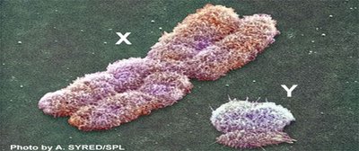 Human X and Y chromosomes