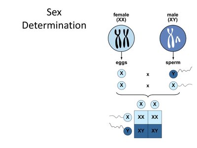 Sex determination diagram: XX and XY inheritance