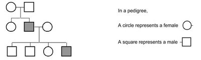 Pedigree symbols and example