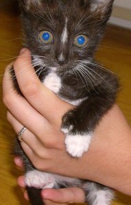 Pedigree for cat paw digit number