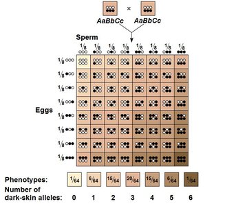 Punnett square for polygenic inheritance showing combinations of alleles