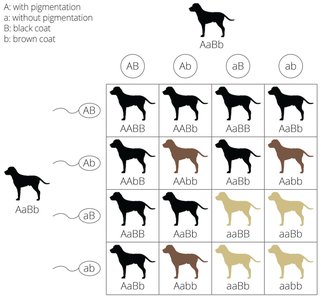 Epistasis in Labrador retrievers: Punnett square showing coat color outcomes
