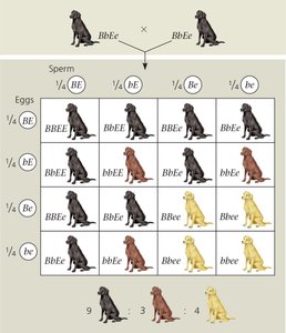 Epistasis example: Labrador retriever coat color inheritance