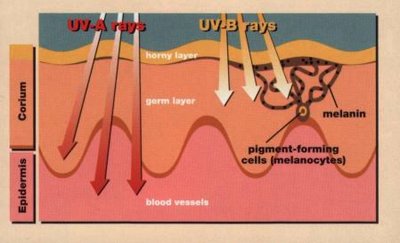Diagram of UV rays affecting melanin production in skin