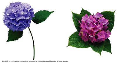 Hydrangea flowers showing color variation due to soil acidity