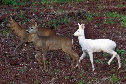 Brown and albino deer illustrating genetic variation in pigmentation