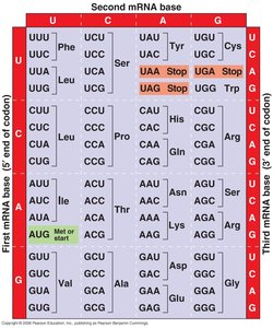 Genetic code table showing codons and corresponding amino acids