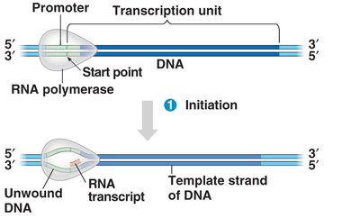 Initiation of transcription: RNA polymerase binds to promoter