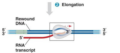 Elongation of transcription: RNA polymerase synthesizes RNA