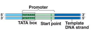 Promoter region with TATA box and start point