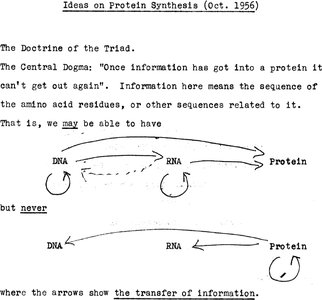 Diagram of the Central Dogma from Crick's original notes