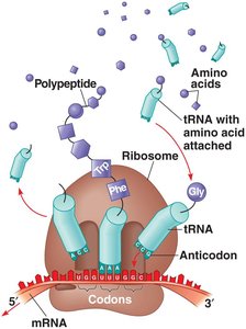 Translation: tRNAs bring amino acids to ribosome
