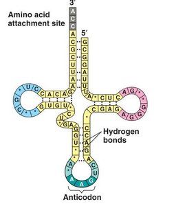 Secondary structure of tRNA