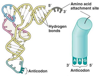 Tertiary structure of tRNA
